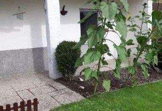 Bild 2 - Terrasse (Kein Gartenanteil)