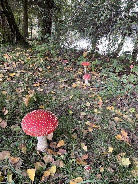 Perasdorf Bauernhöfe, Landwirtschaft, Perasdorf Forstwirtschaft