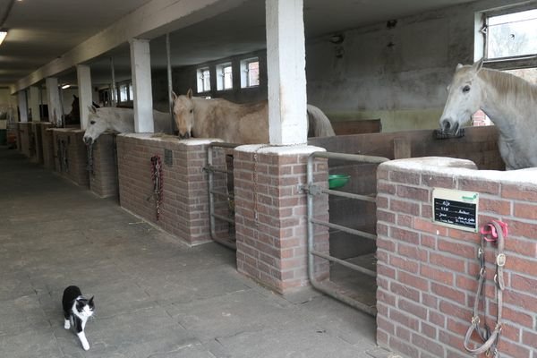 Blick in den Boxenstall