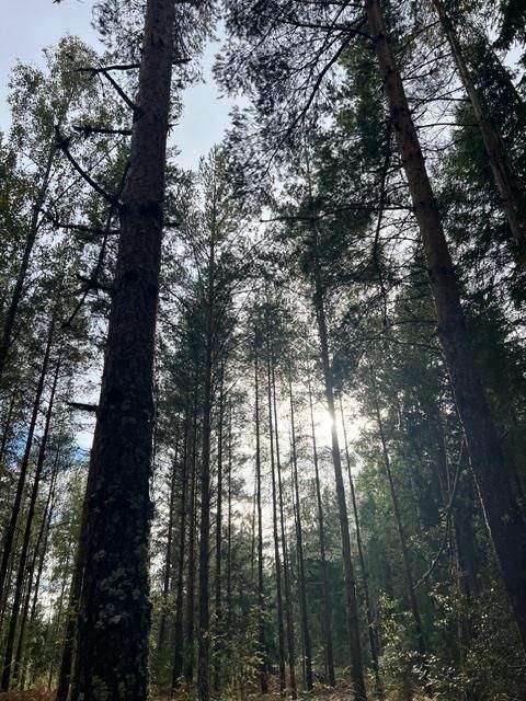 Bad Schmiedeberg Bauernhöfe, Landwirtschaft, Bad Schmiedeberg Forstwirtschaft