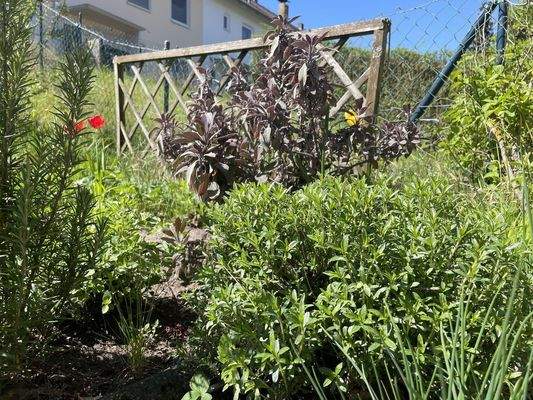 Kräuterbeet an der Terrasse