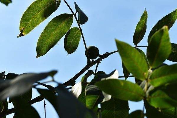 .. eigenen Walnussbäumen !