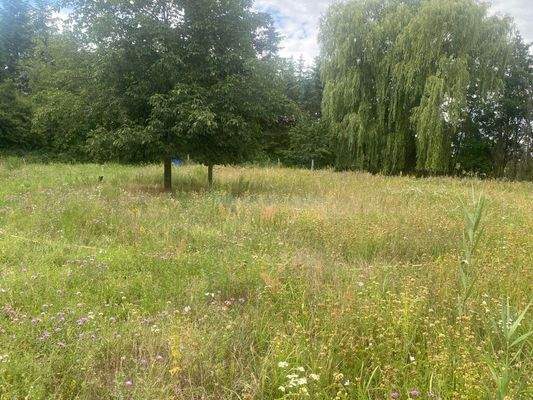 Wiese auf Grundstück