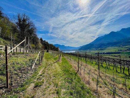 Kaltern-KalternamSee-KalternanderWeinstraße-Caldaro-Caldaroallago-Caldarosullastradadelvino-Weingarten-Weingut-vegneto-vigneti-Ruländer-Sonne-sole-Wein-Vino-Kaufen-acquistare