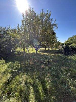 Garten mit Obstbäumen, Wiese und herrlicher Ruhe