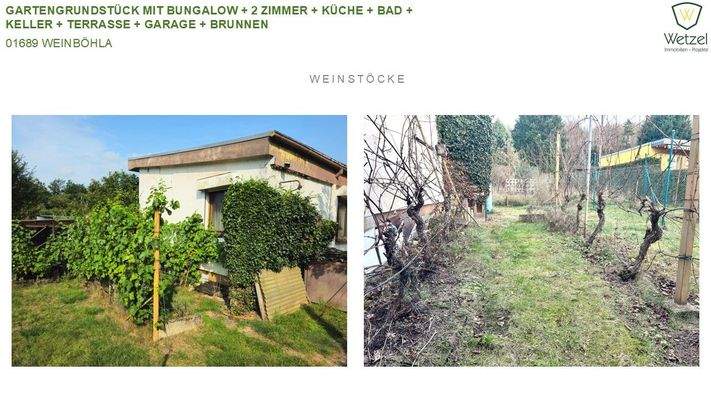 garten - rebstöcke.jpg