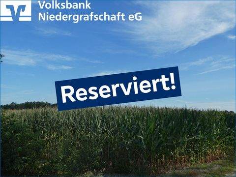 Wielen Bauernhöfe, Landwirtschaft, Wielen Forstwirtschaft