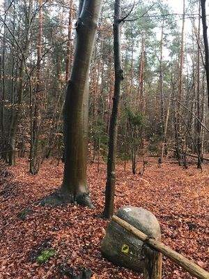 Schönster Wald der Welt .-)