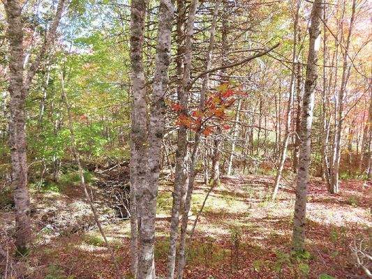 Nova Scotia - Smithfield - Wunderschönes 47-Hektar