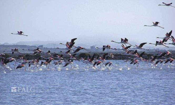 Flamingos gibt es hier zuhauf!