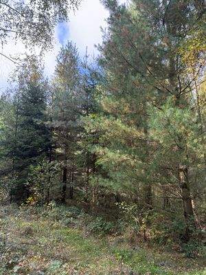 Blick in den Wald 5.JPG