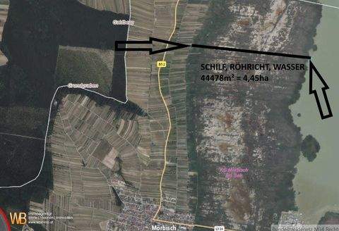 Mörbisch am See Bauernhöfe, Landwirtschaft, Mörbisch am See Forstwirtschaft