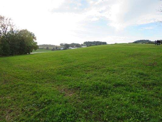 Wiese oberhalb dem Haus 