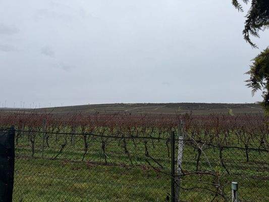 Blick auf die Weinbergen 