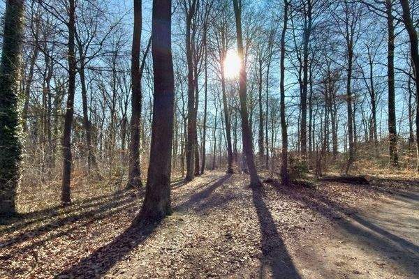 Den Wald als Nachbarn