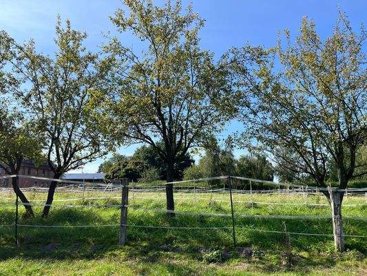 **Weiden/Außenbereich