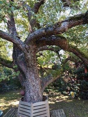 80 jähriger Apfelbaum