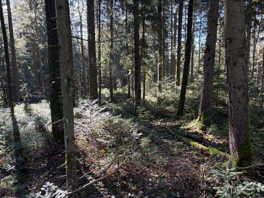 2025-11-05 11.57.04.jpg