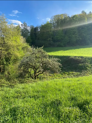 Das sonnige Grundstück