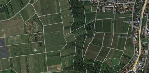 Münster-Sarmsheim Bauernhöfe, Landwirtschaft, Münster-Sarmsheim Forstwirtschaft