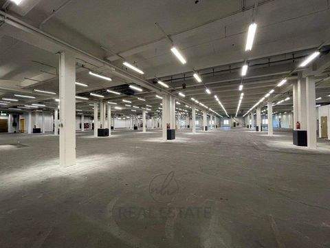 Hamburg Halle, Hamburg Hallenfläche