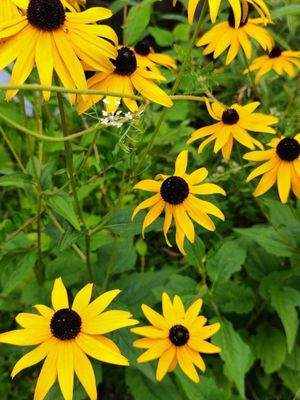 ... schöne Gartenblumen