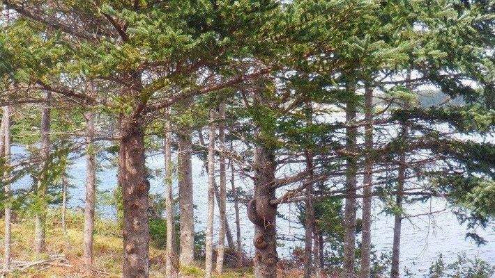 Gepflegter Baumschnitt