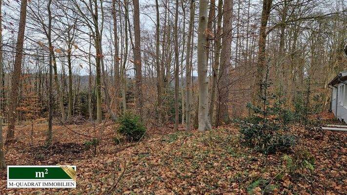 angrenzender Wald am Objekt