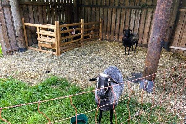 Tierhaltung erwünscht