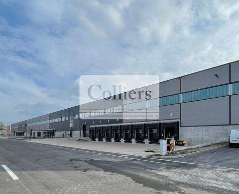 Gifhorn Halle, Gifhorn Hallenfläche