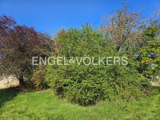 Blickrichtung nach  Norden - Baumbestand