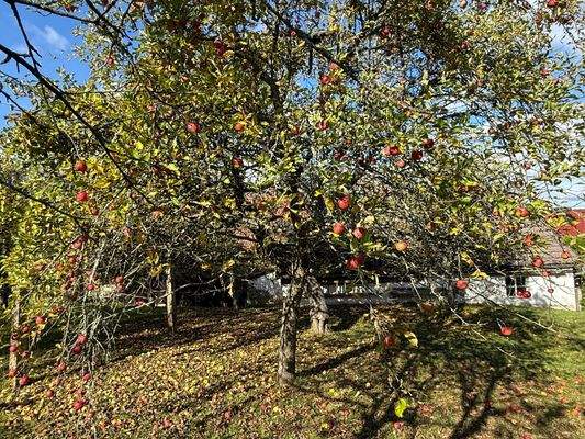 Obstbäume im Garten