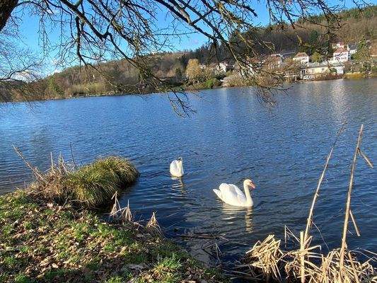 der Niederwürzbacher Weiher  