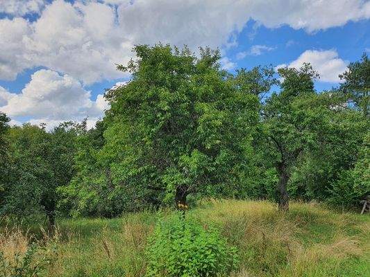 Blick auf die Obstwiese