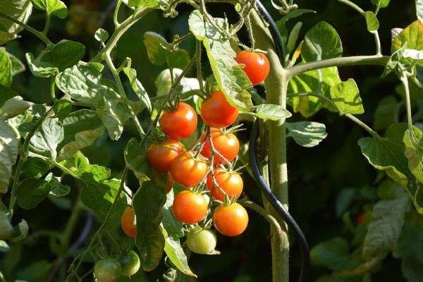 Tomaten