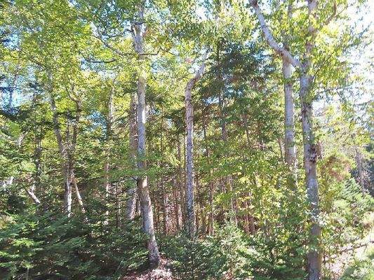 Cape Breton - Bras d`Or Lake - Tolles See-Ufergrun