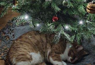 Gemütliche Weihnachten im eigenen Haus erleben...