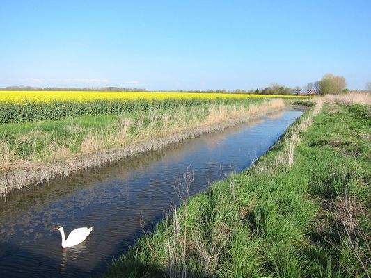 Schwan auf Cappeler Wasserlöse