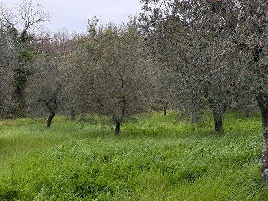 Olivenhain