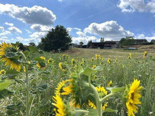 Wiese u. Weiden ca 2,0 ha direkt hinter dem Haus
