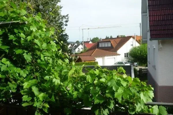 Balkon mit Weinrebe