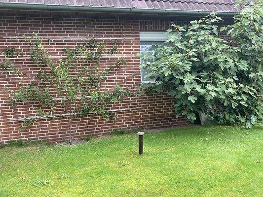 Seitenansicht mit Olivenbaum