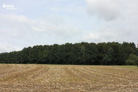 Amstetten Bauernhöfe, Landwirtschaft, Amstetten Forstwirtschaft