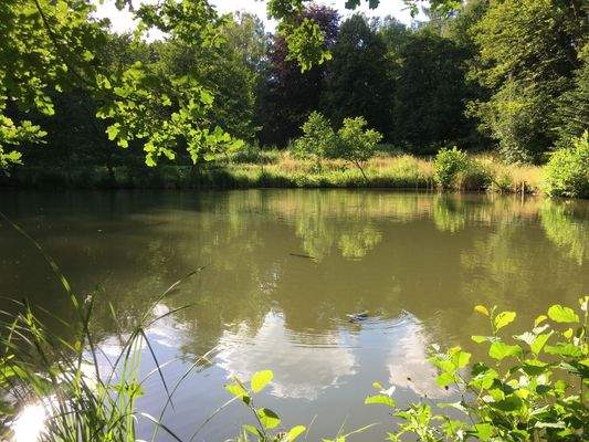 Teich 1.jpg