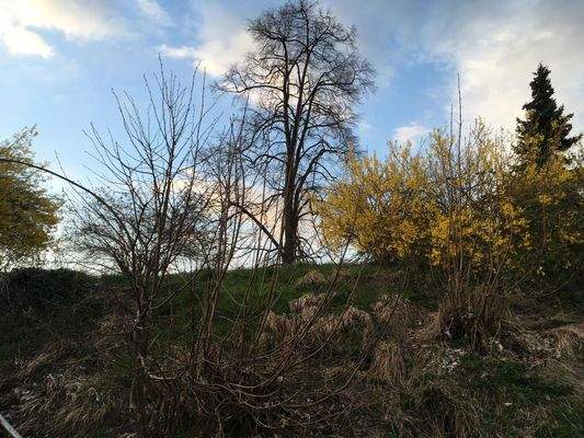 Garten mit altem Baumbestand