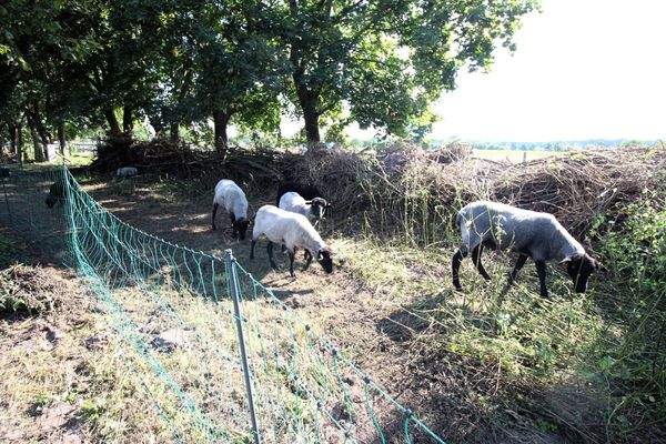 Garten hinten - Schafe.