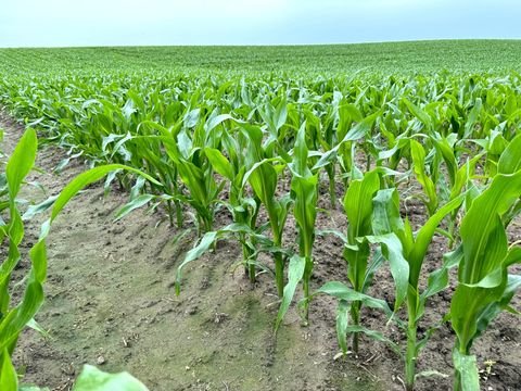 Uedem Bauernhöfe, Landwirtschaft, Uedem Forstwirtschaft