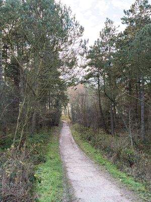 Waldweg zum Strand