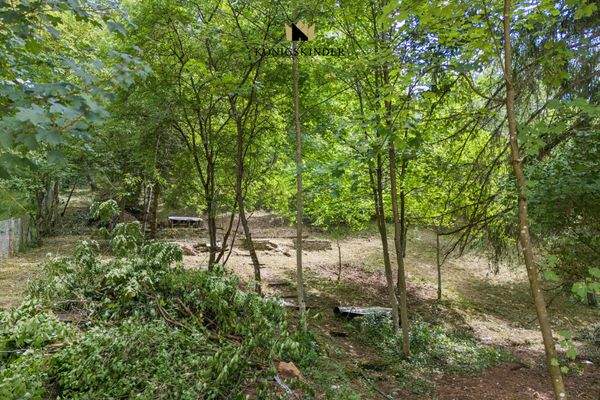 Artenreicher Baumbestand