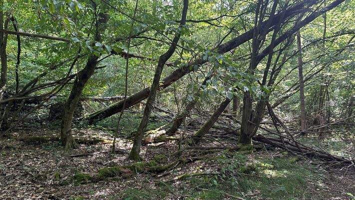 teilweise wertvolles Biotop